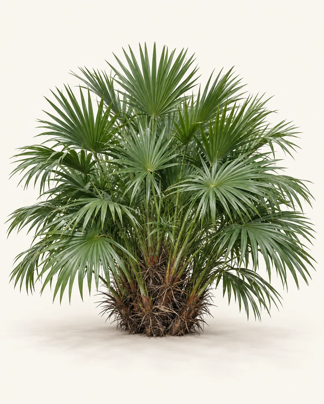 Illustrative whole-plant form of Needle Palm