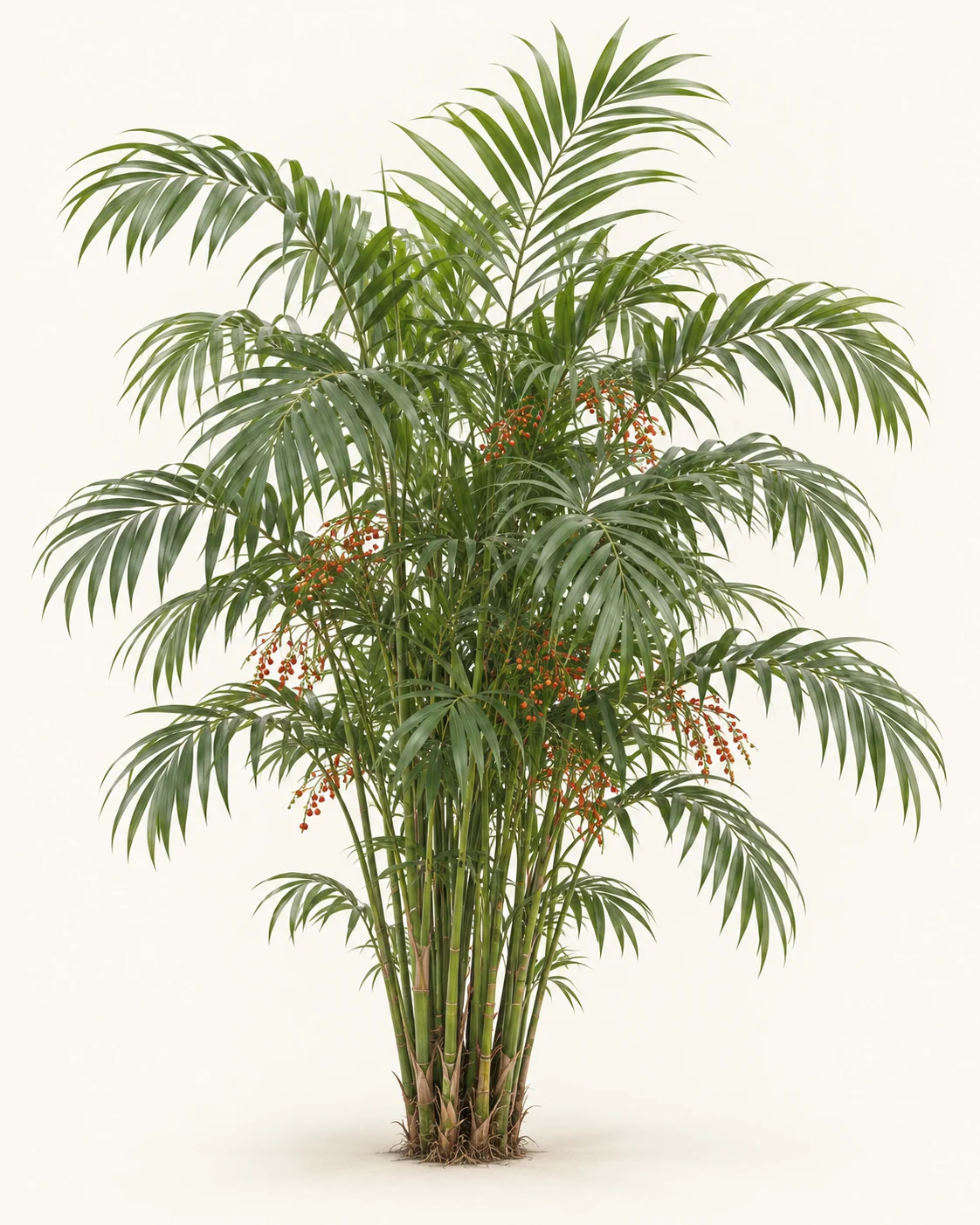 Illustrative whole-plant form of Hardy Bamboo Palm