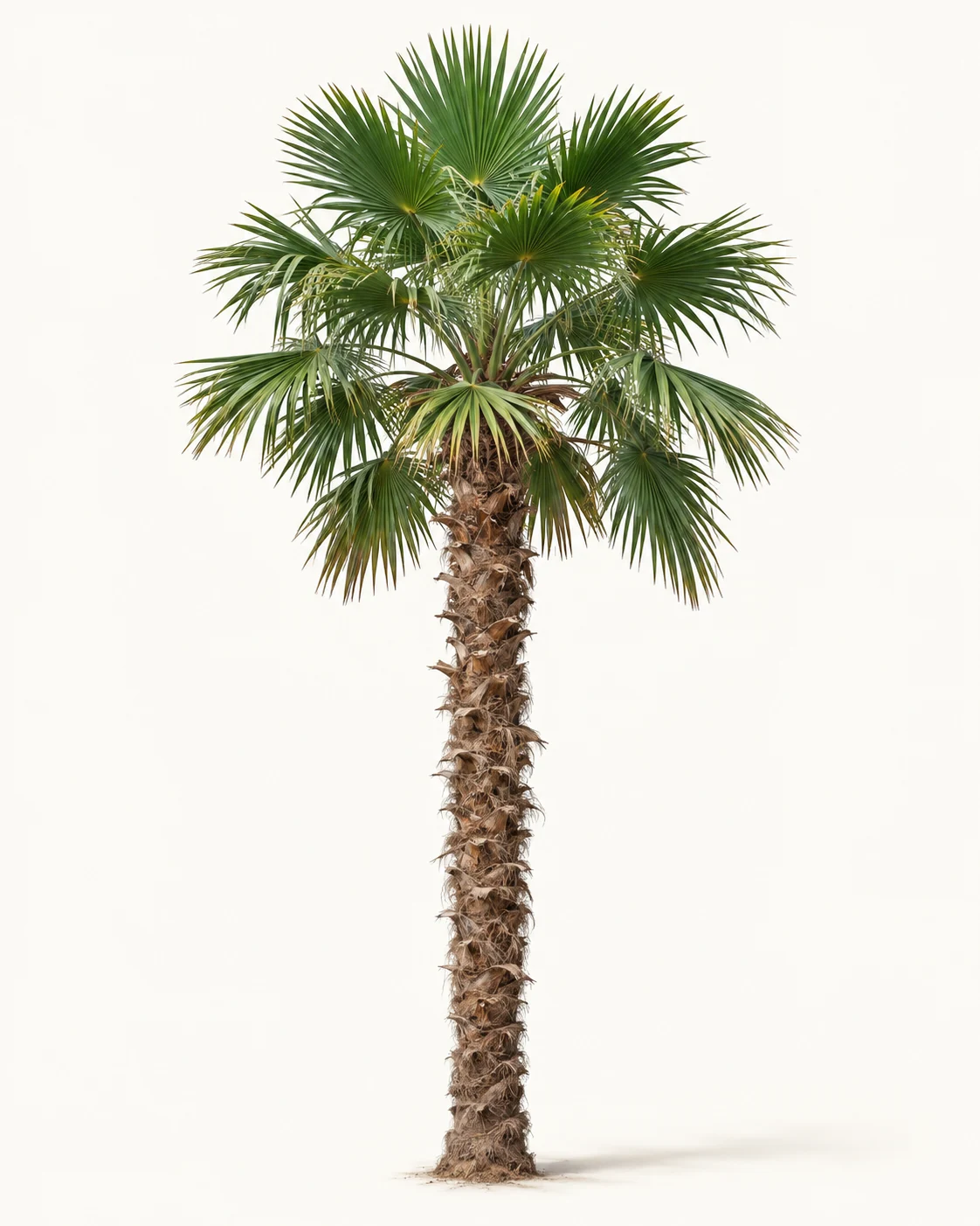 Illustrative whole-plant form of Windmill Palm