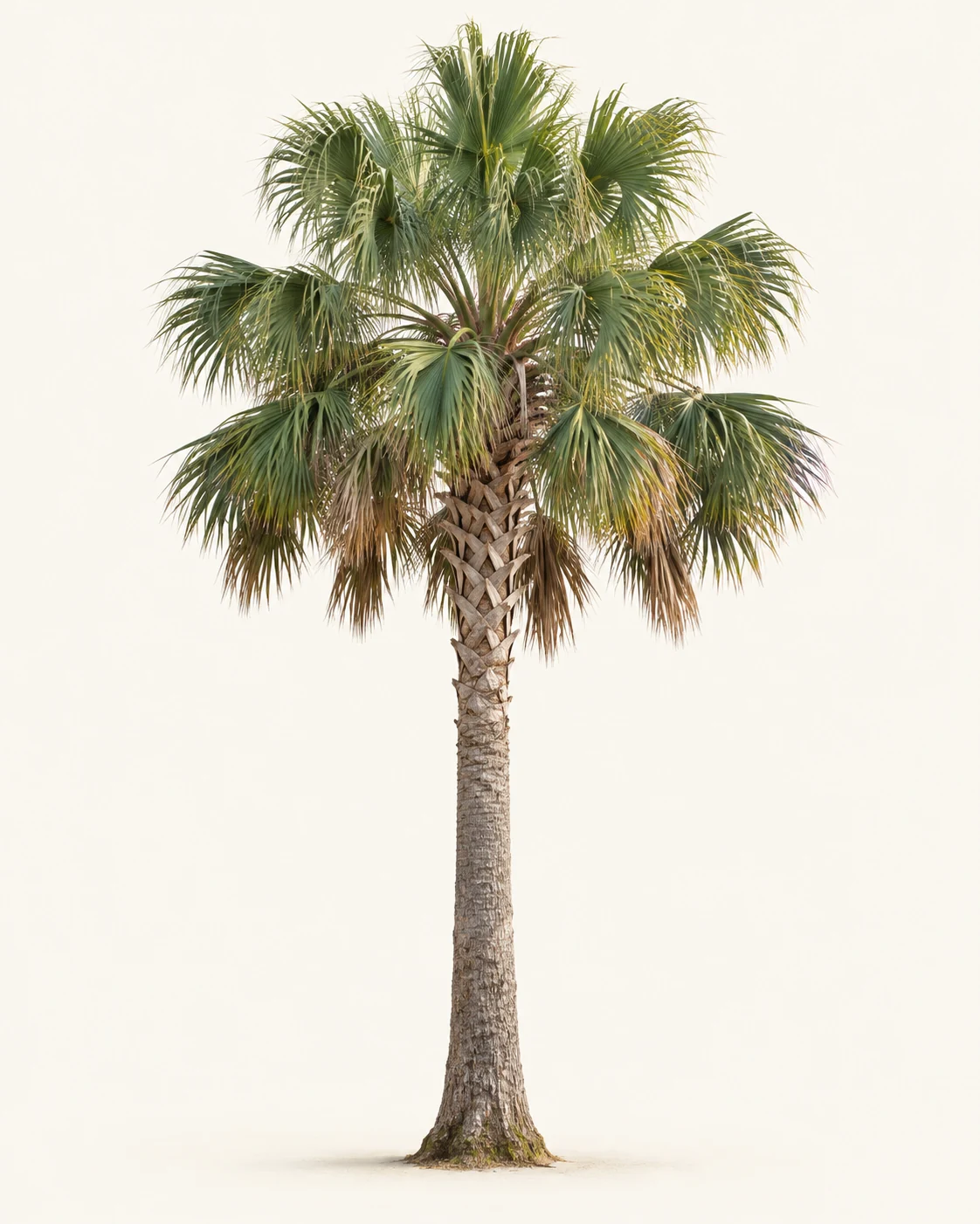 Illustrative whole-plant form of Cabbage Palm