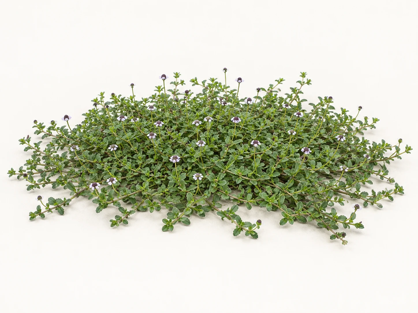 Illustrative whole-plant form of Frogfruit