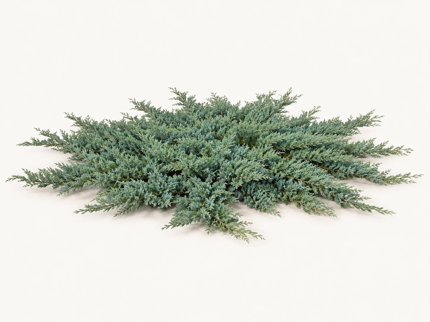 Illustrative whole-plant form of Blue Rug Juniper