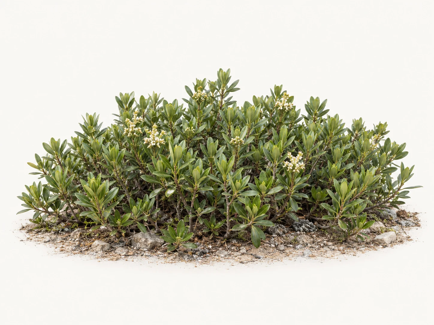 Illustrative whole-plant form of Gopher Apple