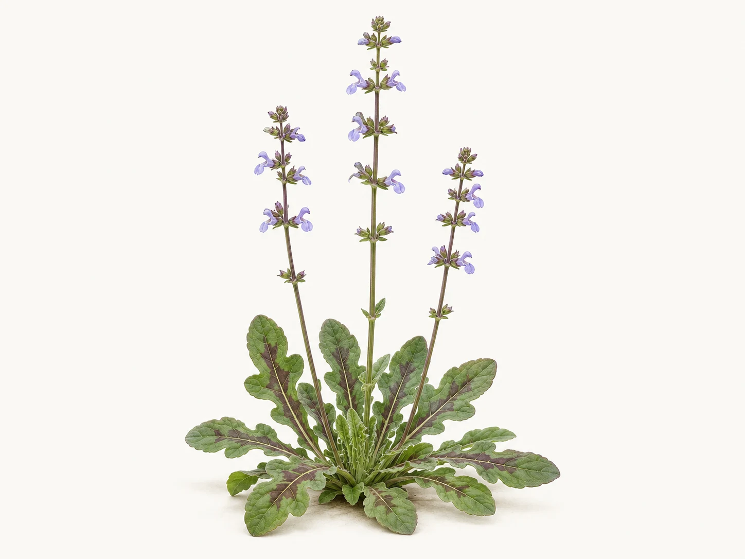 Illustrative whole-plant form of Lyreleaf Sage