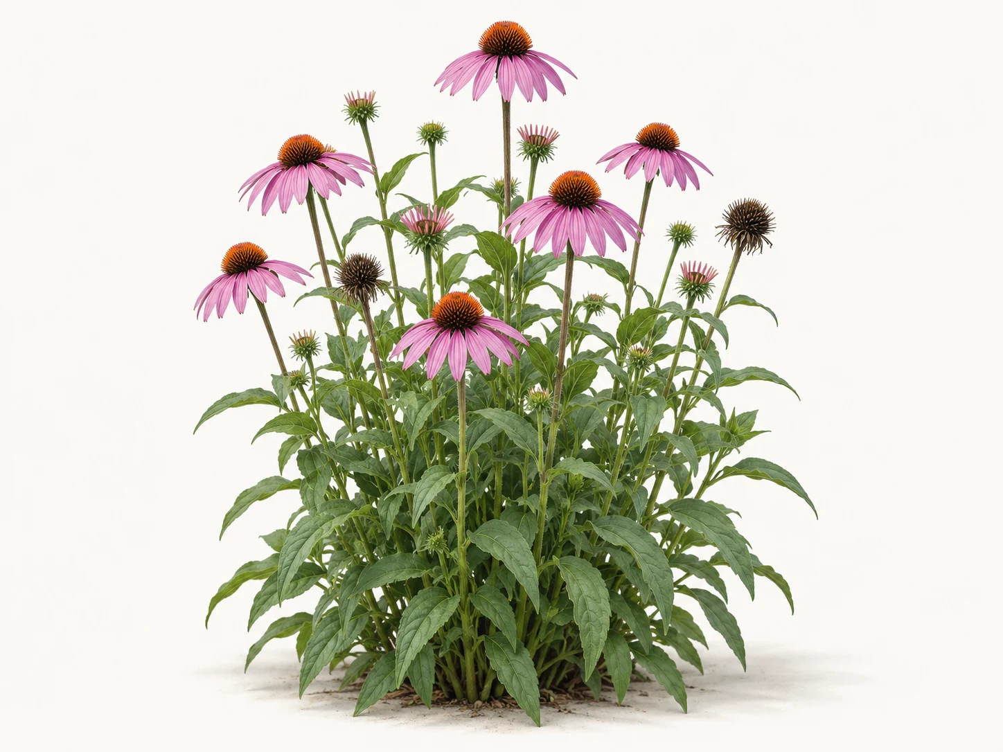 Illustrative whole-plant form of Purple Coneflower