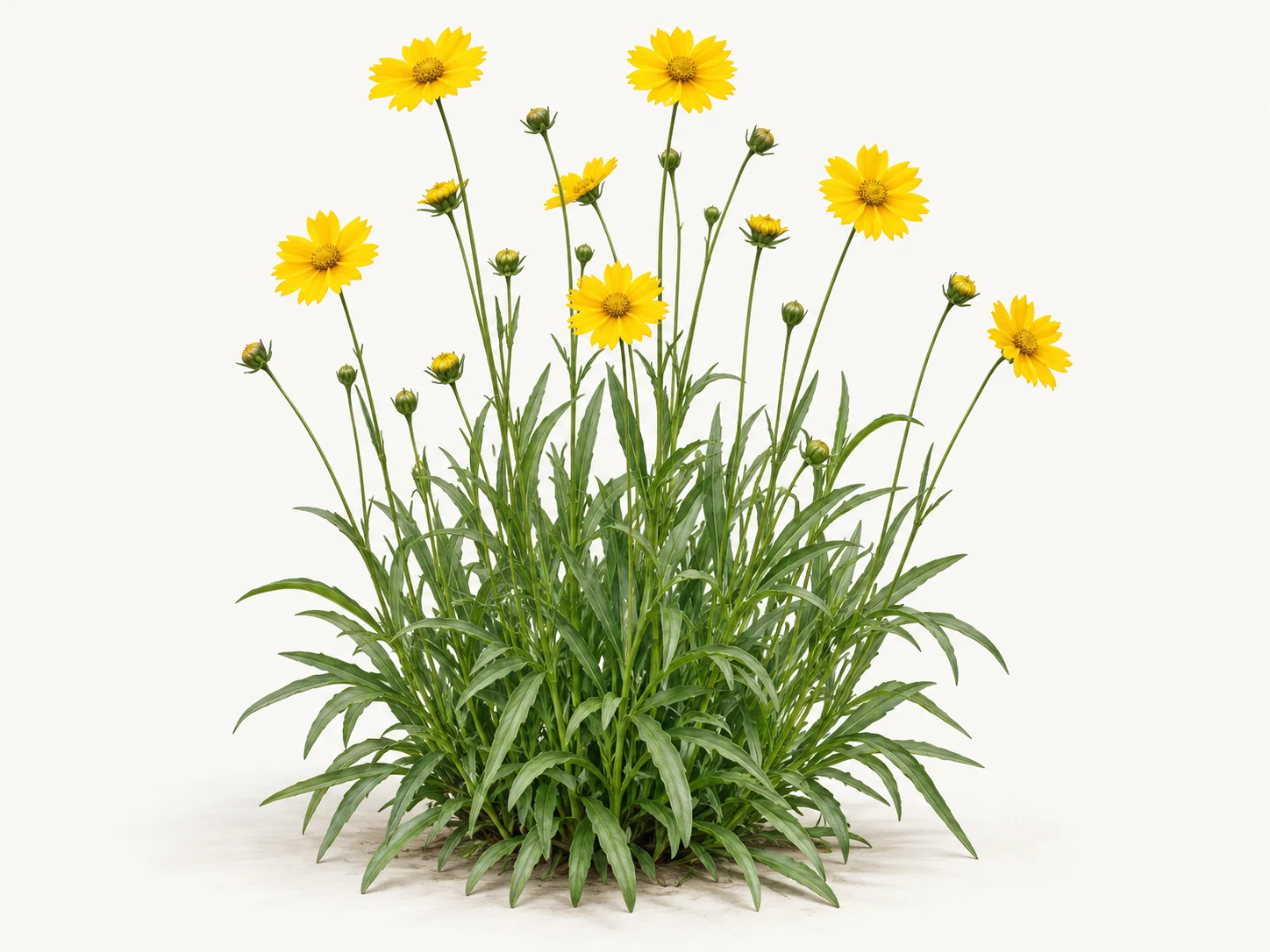 Illustrative whole-plant form of Lanceleaf Coreopsis