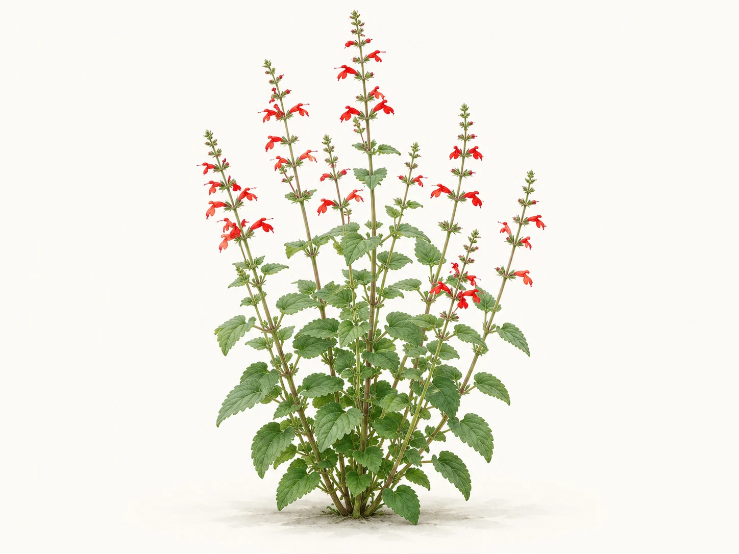 Illustrative whole-plant form of Scarlet Sage