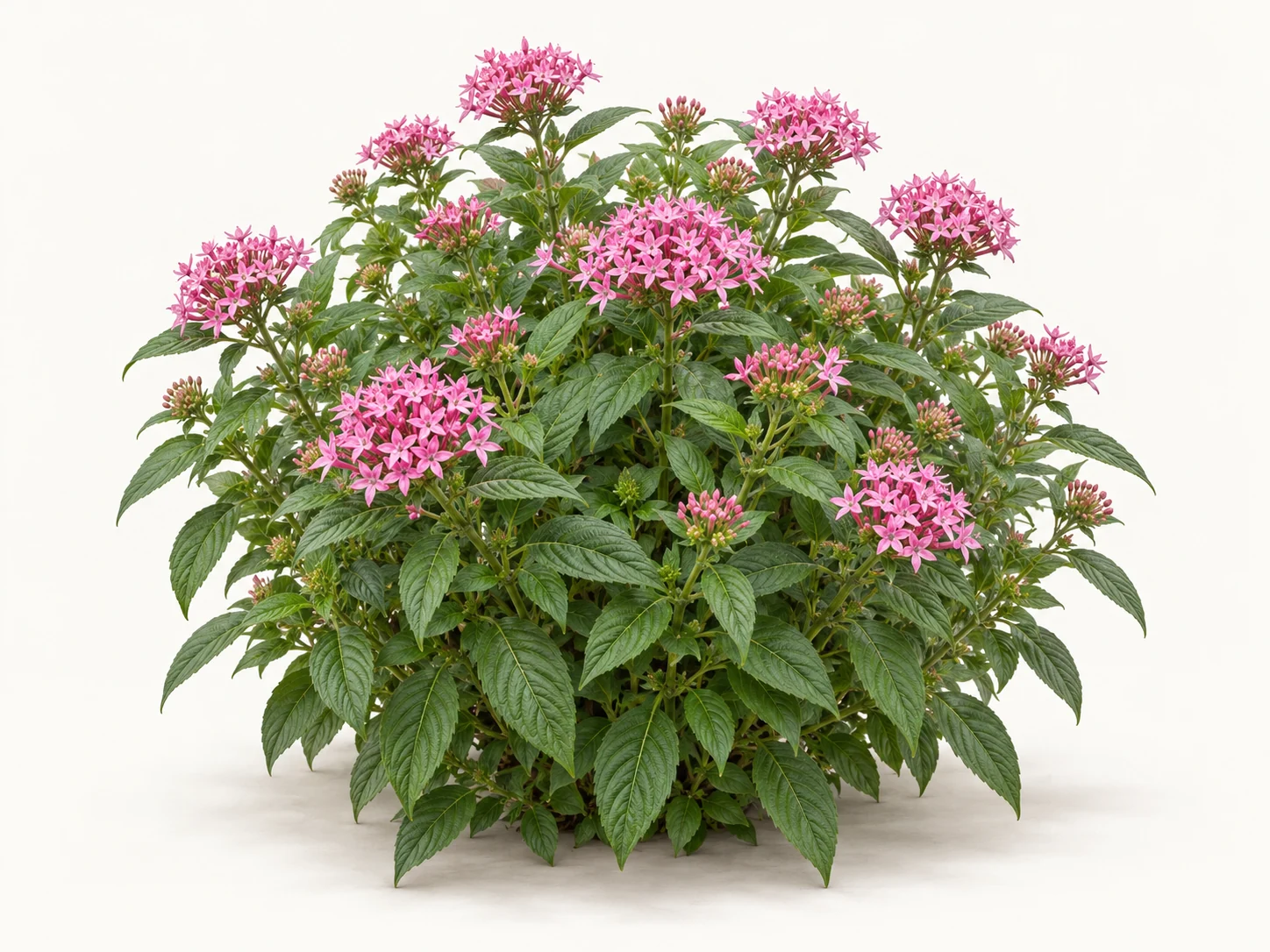 Illustrative whole-plant form of Pentas