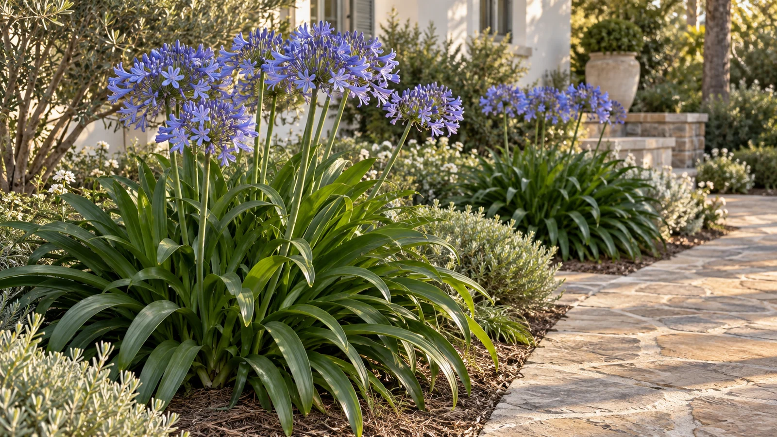 Illustrative planting concept with Agapanthus