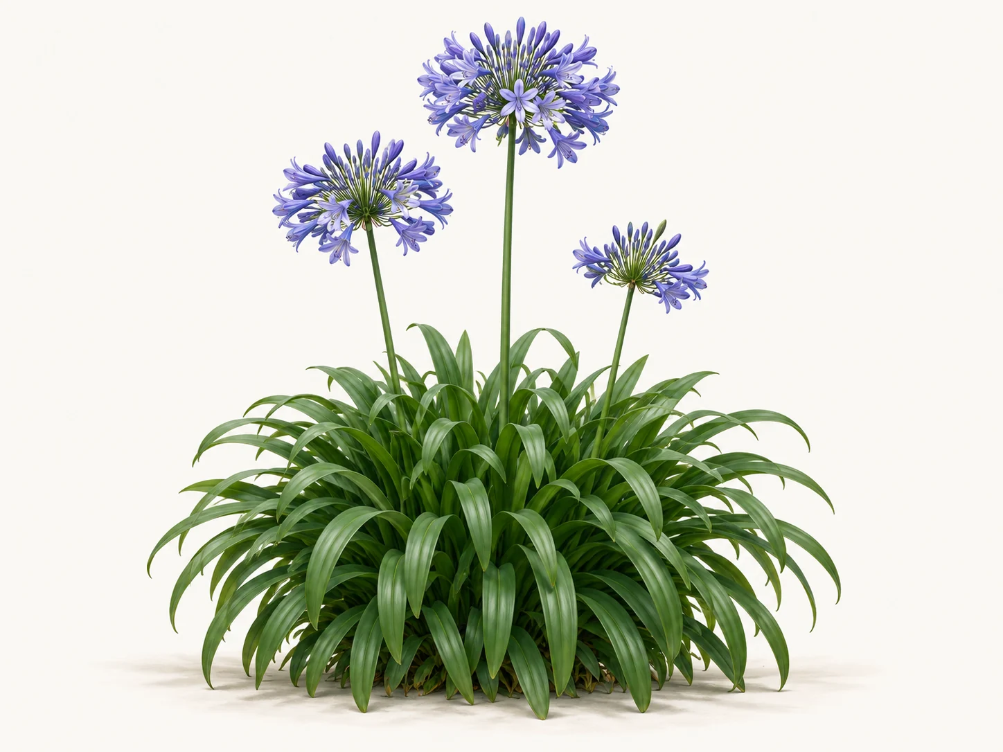Illustrative whole-plant form of Agapanthus