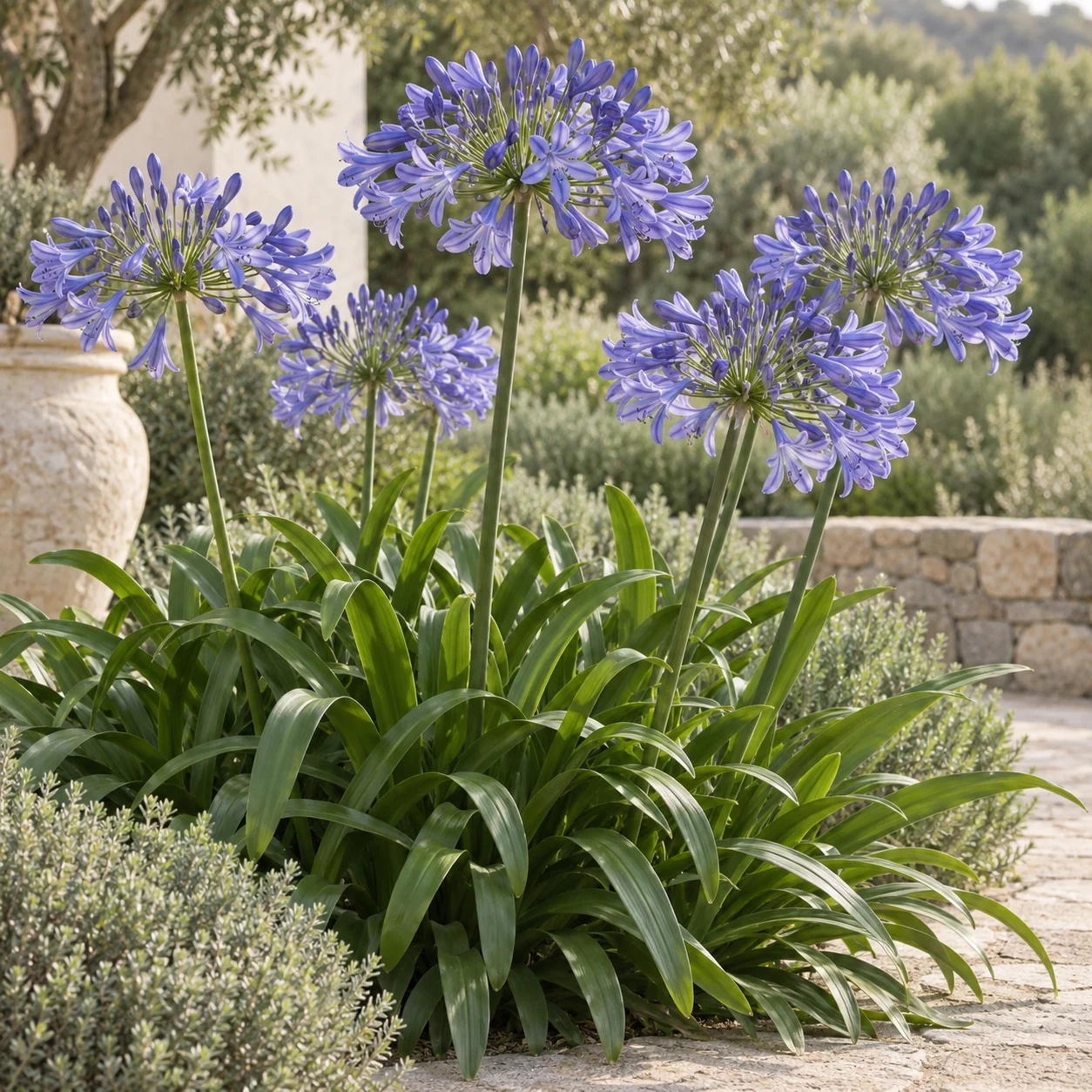 Illustrative foliage and seasonal detail of Agapanthus