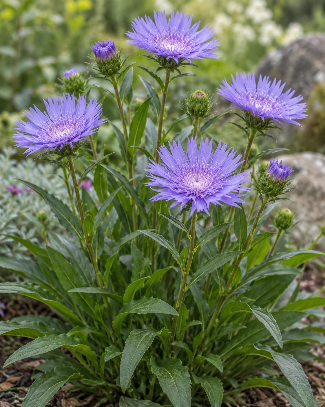 Illustrative foliage and seasonal detail of Stokes’ Aster