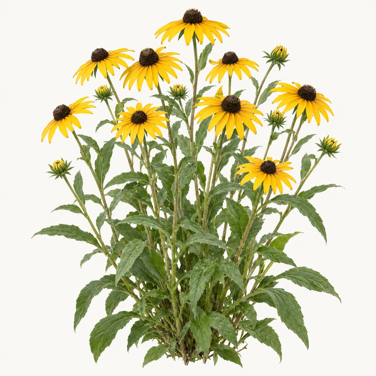 Illustrative whole-plant form of Black-Eyed Susan
