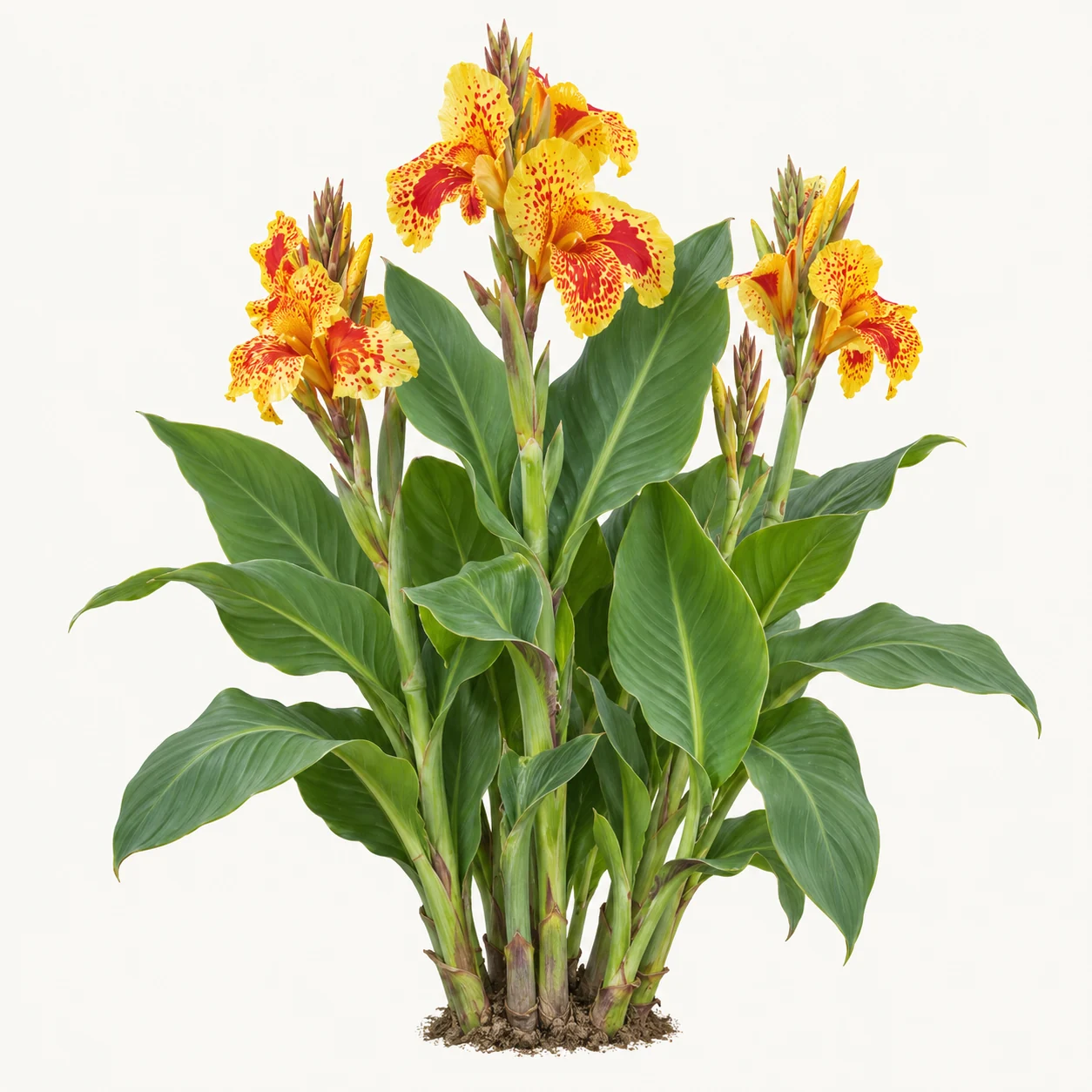 Illustrative whole-plant form of Compact Canna