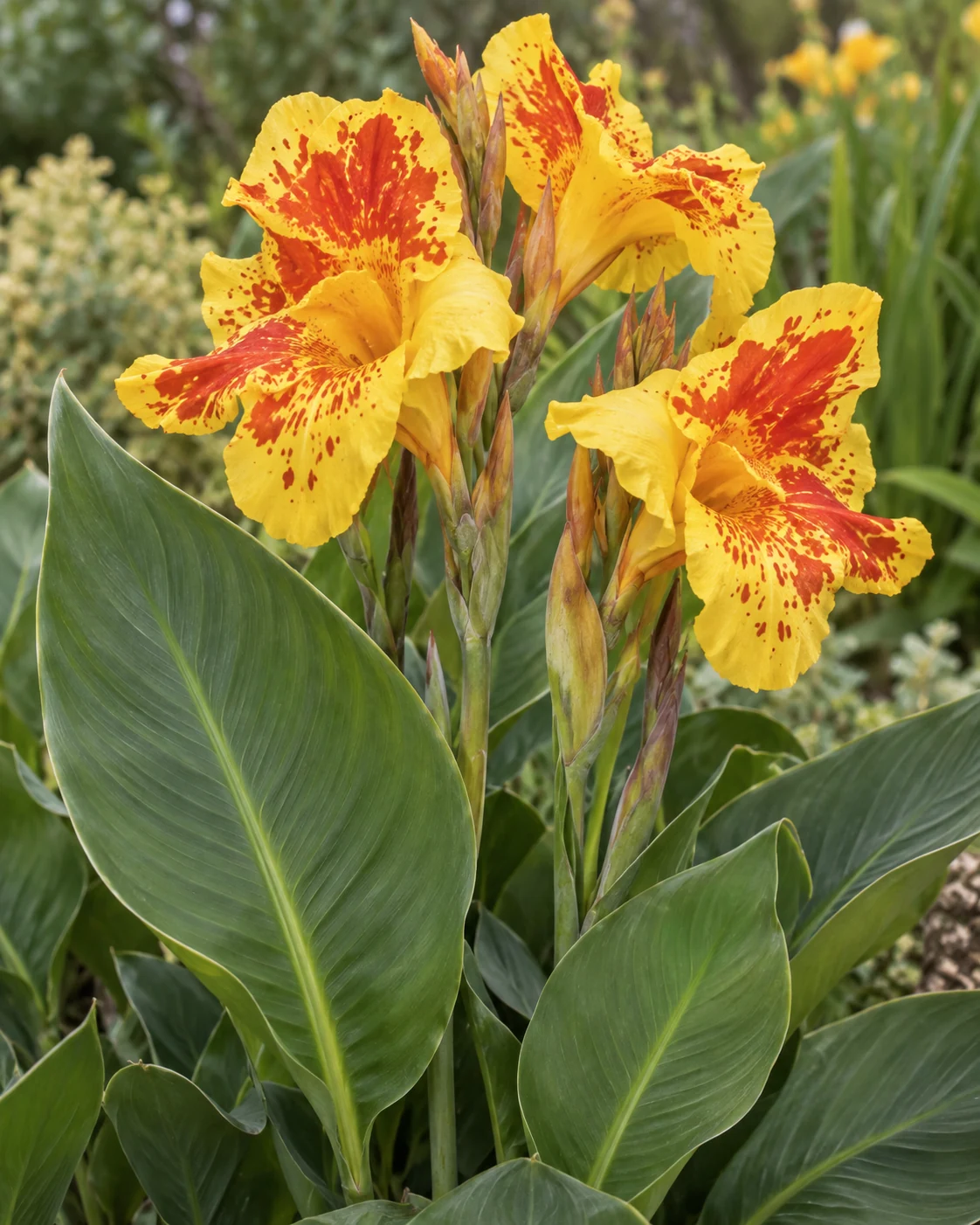 Illustrative foliage and seasonal detail of Compact Canna