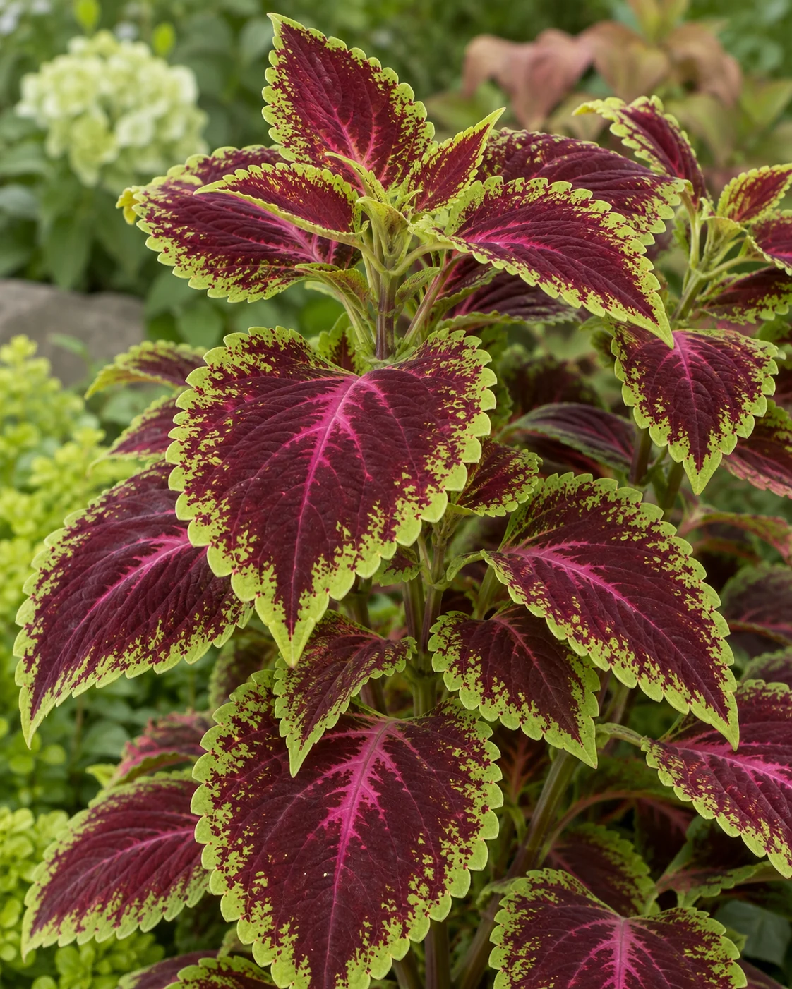 Illustrative foliage and seasonal detail of Coleus
