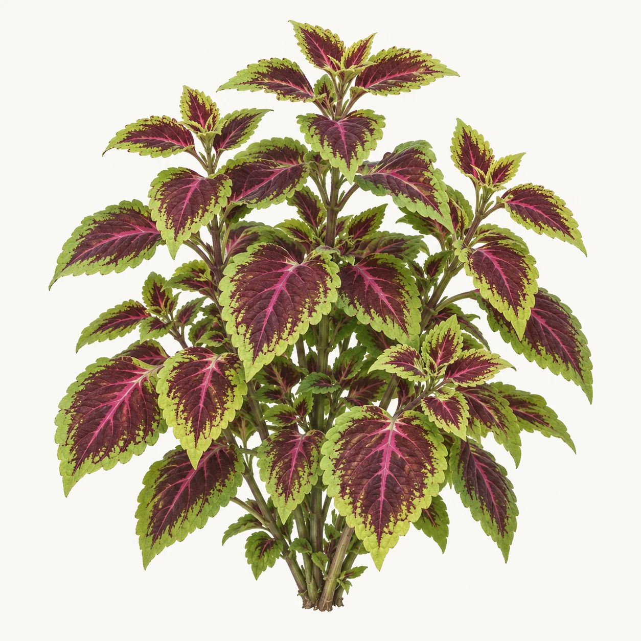 Illustrative whole-plant form of Coleus