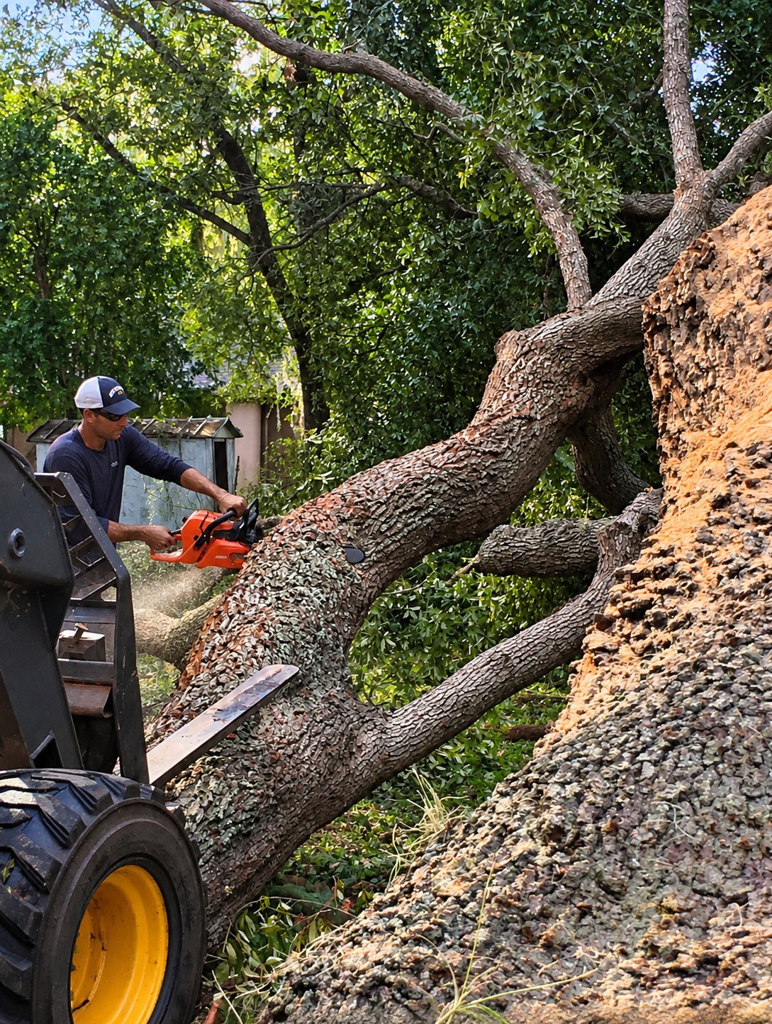 Clearing a fallen oak with a chainsaw after a storm
