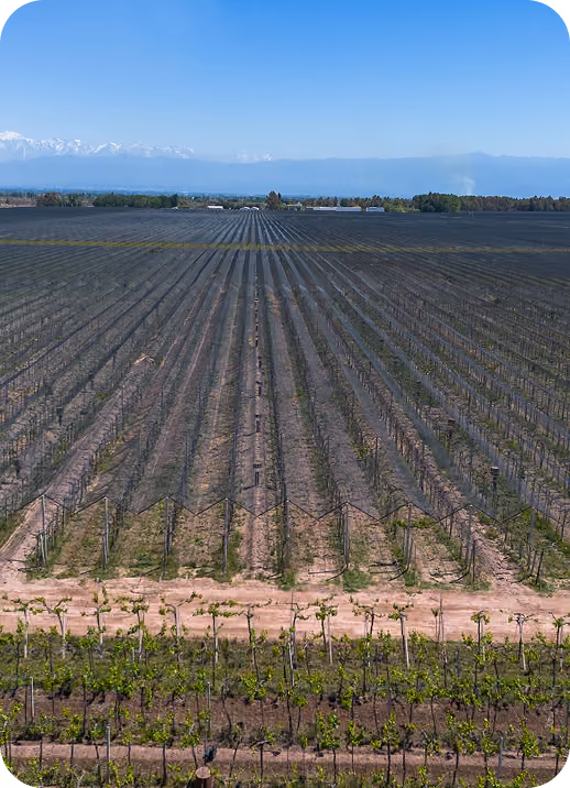 Vast vineyard with neatly aligned rows of grapevines stretching towards distant snow-capped mountains under a clear blue sky.