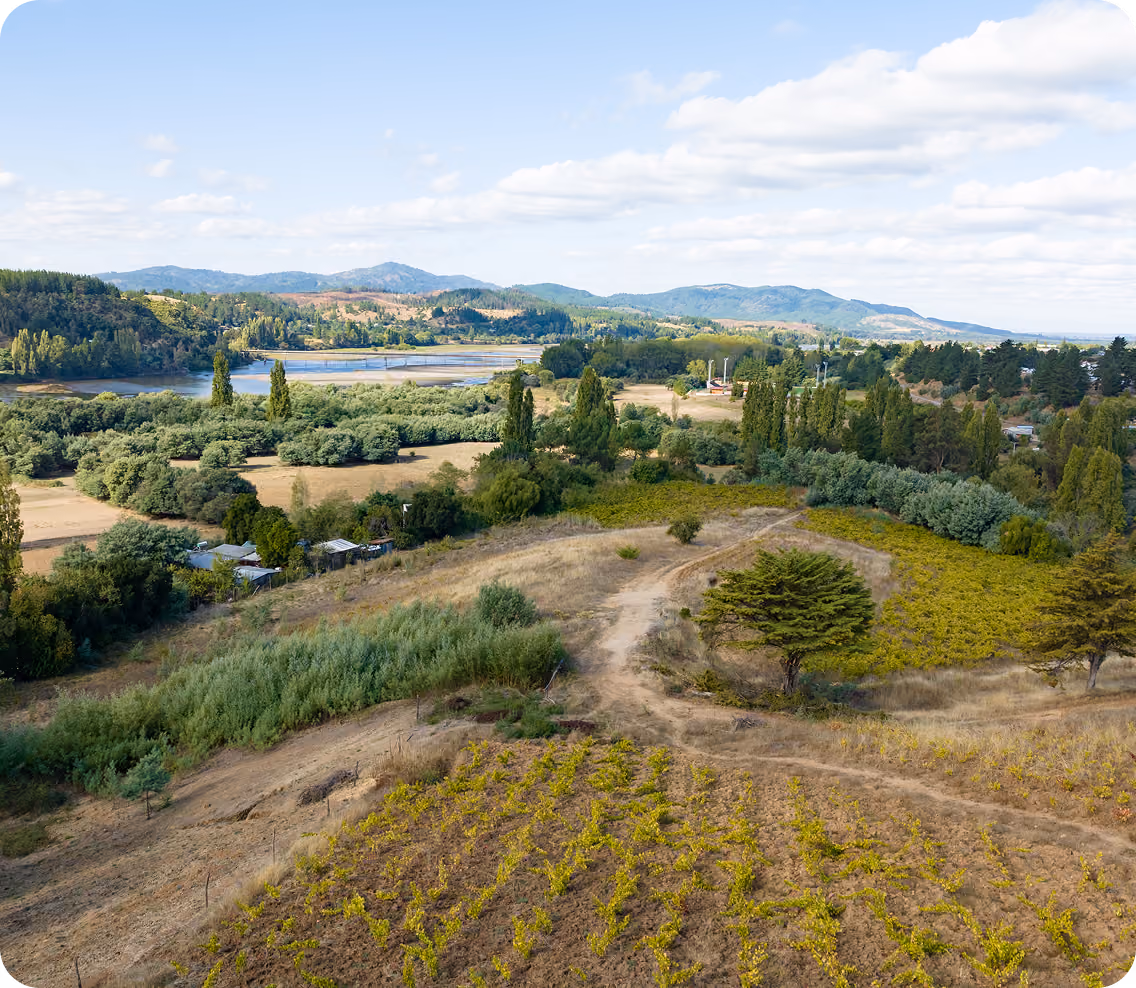 Scenic landscape view of rural fields with rows of young grapevines in the foreground, scattered trees, green bushes, a winding dirt path, a water body in the midground, and distant low hills under a partly cloudy sky.