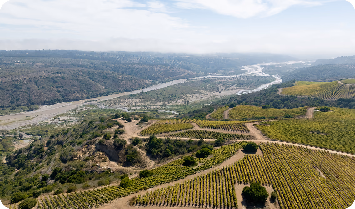 Aerial view of a vineyard with rows of grapevines on gently rolling hills next to a winding river under a partly cloudy sky.