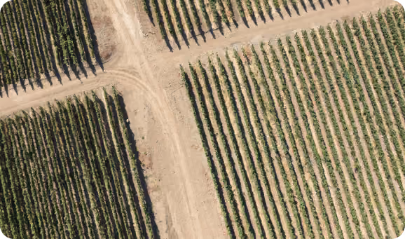 Aerial view of agricultural fields divided by a dirt road crossing in a T shape, with rows of crops growing on either side.