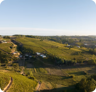 Panoramic view of lush green agricultural fields and vineyards under a clear blue sky, with scattered buildings and trees.