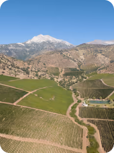 Aerial view of green agricultural fields and vineyards with a dirt road running through them, backed by brown hills and a snow-capped mountain under a clear blue sky.
