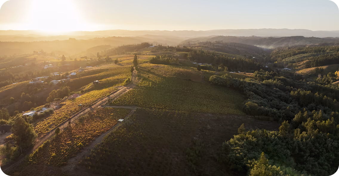 Aerial view of rolling green hills and farmland at sunrise or sunset with patches of trees and mist in the distance.