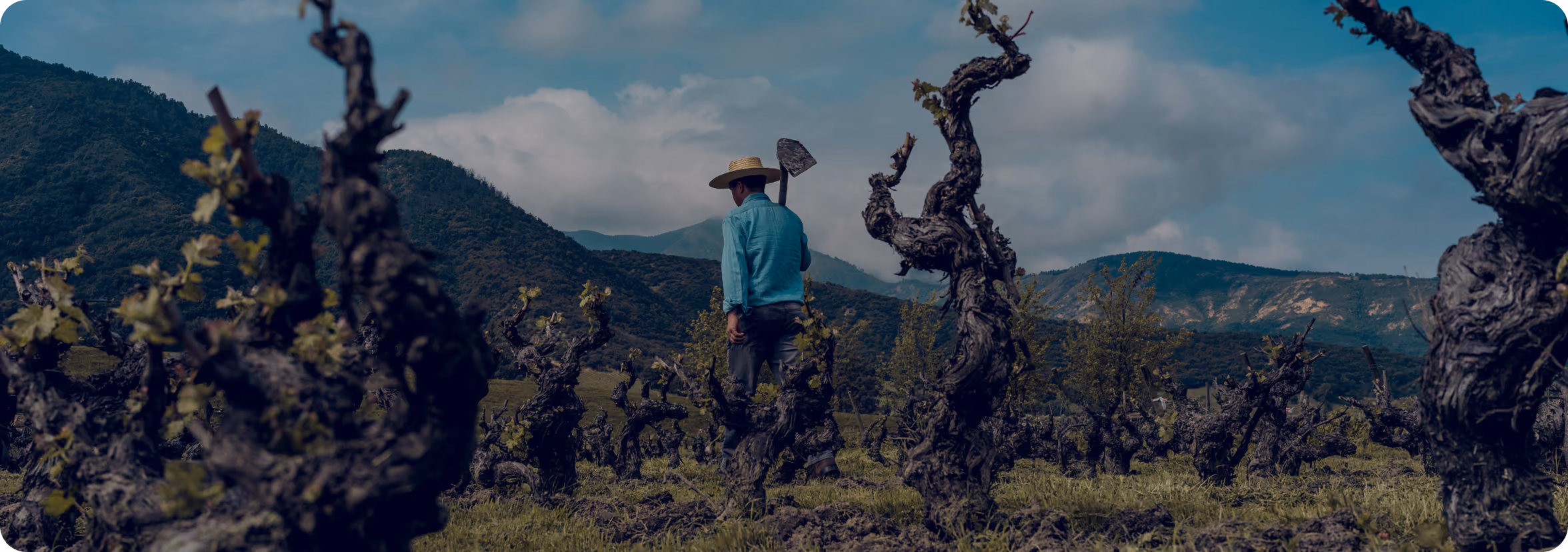 Person wearing a straw hat and teal shirt walking through a vineyard with twisted grapevines and mountains in the background under a cloudy sky.