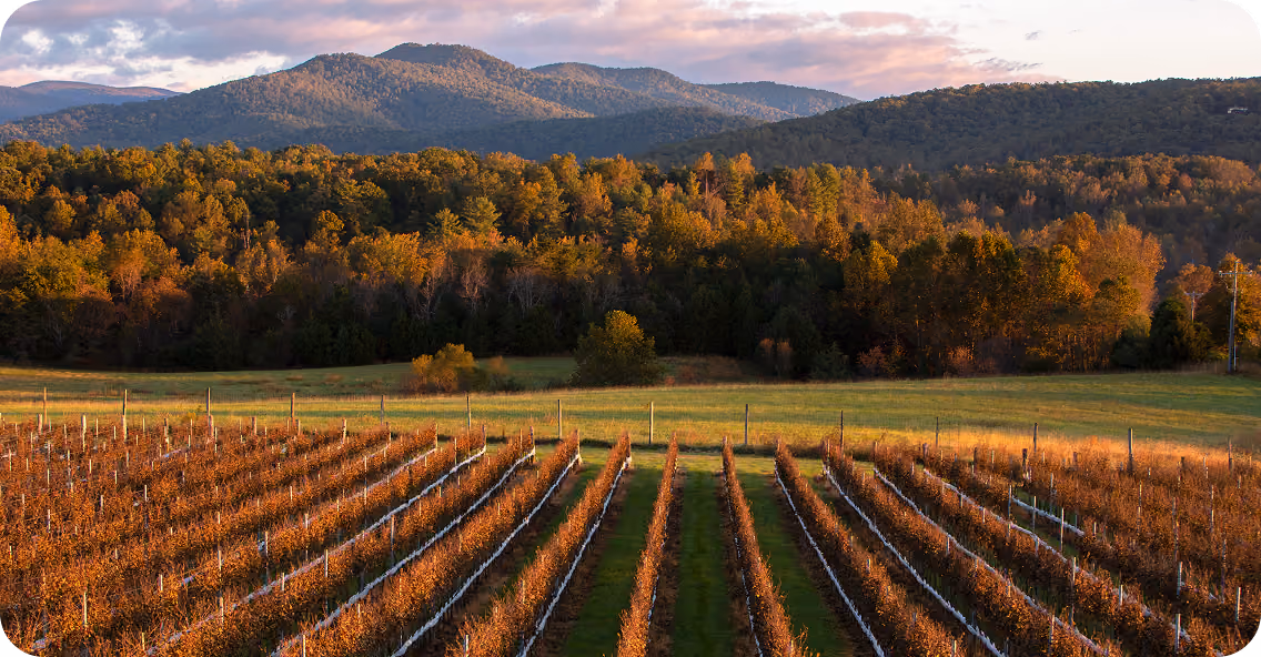Rows of grapevines in a vineyard with autumn-colored foliage, set against a backdrop of dense forest and mountains under a partly cloudy sky during sunset.