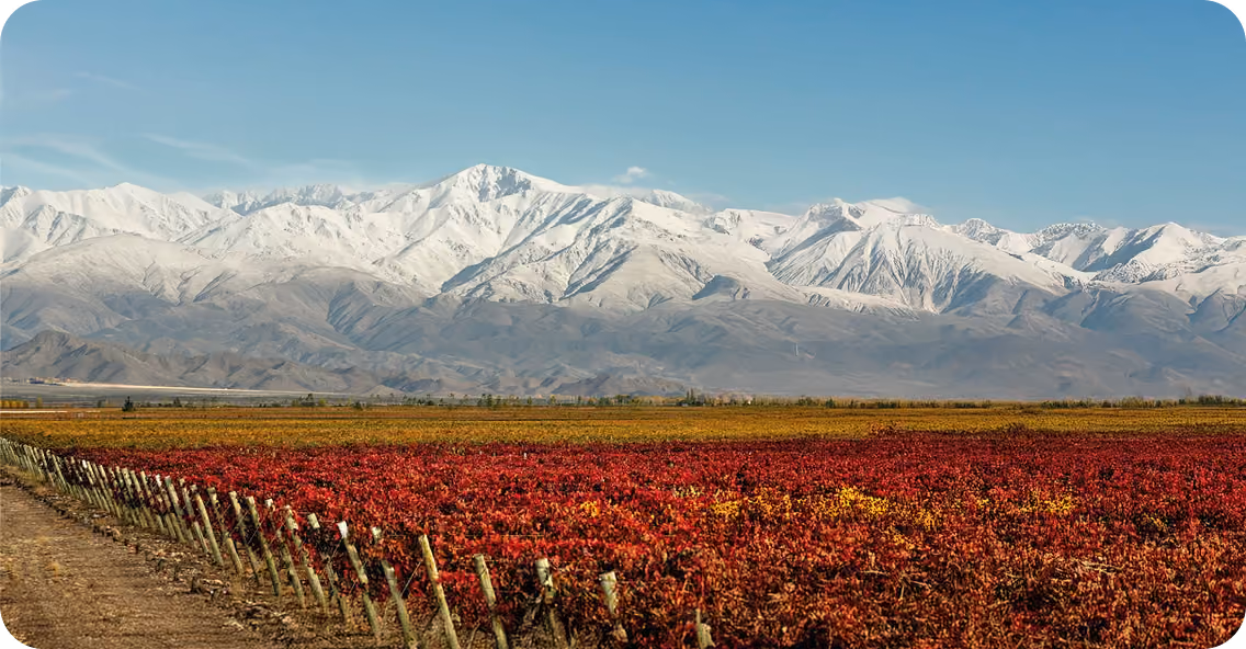 Vineyard with rows of red and orange grapevines set against a backdrop of snow-covered mountains and a clear blue sky.