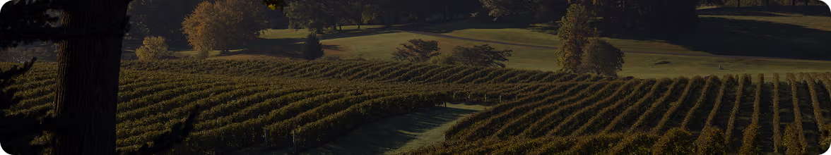 Sunlit vineyard rows stretching across gently rolling hills with scattered trees and shaded areas in the background.