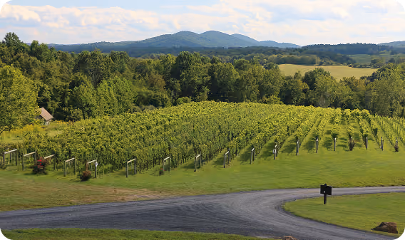 Vineyard rows with green grapevines on a grassy hillside, surrounded by dense trees and distant blue mountains under a partly cloudy sky.