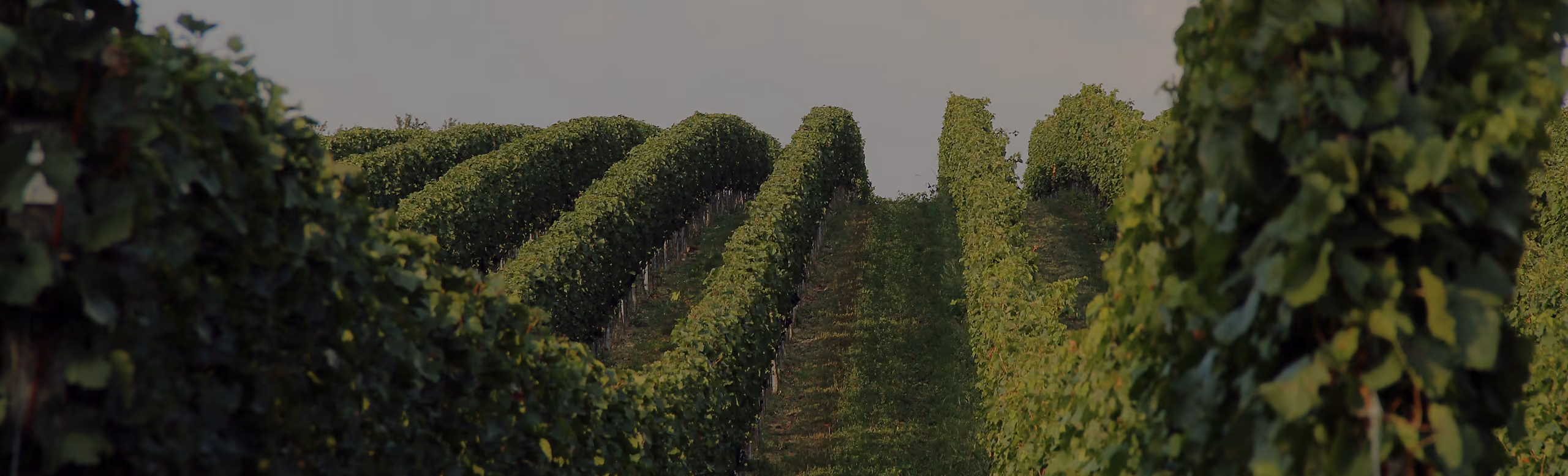 Rows of lush green grapevines in a vineyard extending into the distance under a light gray sky.