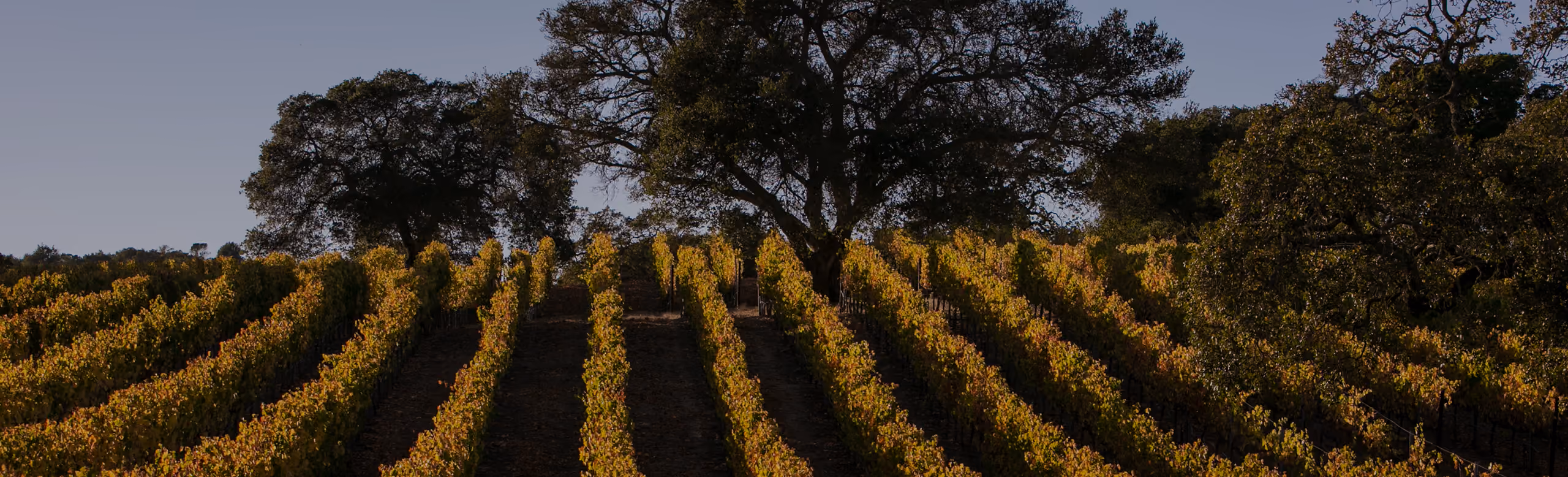 Rows of grapevines in a vineyard with large oak trees along the ridge under a clear sky.