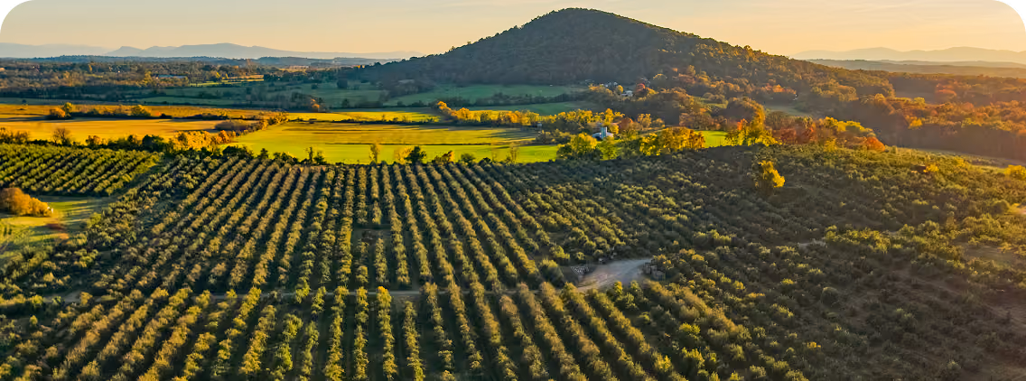 Aerial view of a cultivated agricultural field with rows of green crops and a mountain in the background at sunset.