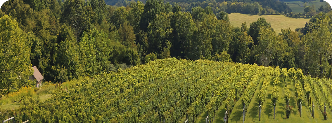 A lush green vineyard with rows of grapevines stretching across a gentle hillside, surrounded by dense forest and open fields under a clear sky.