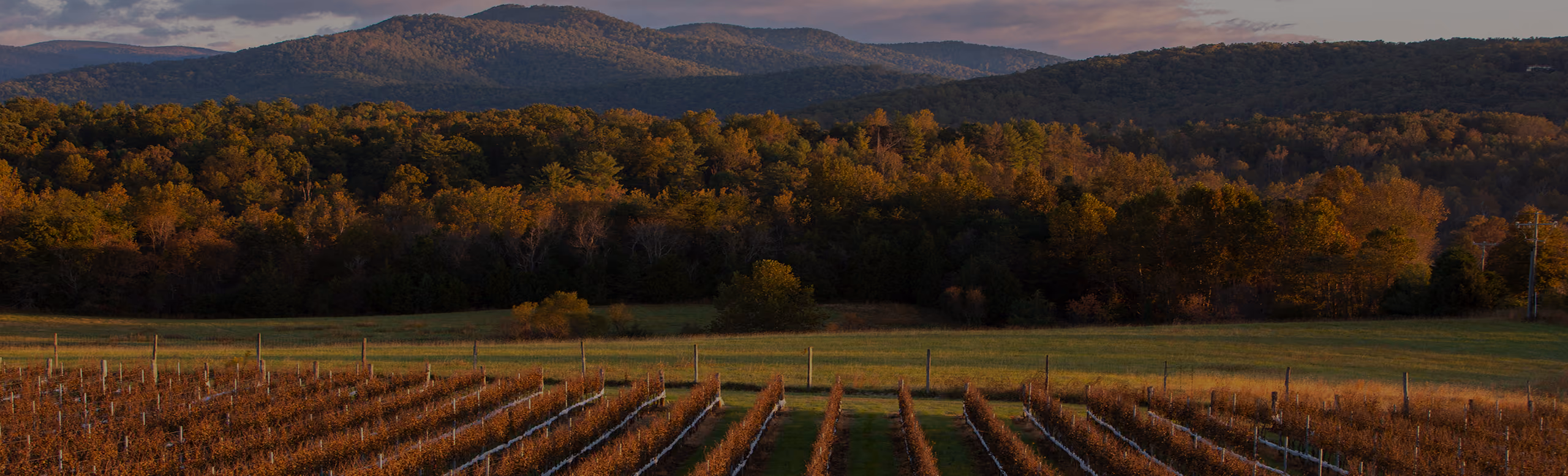 Vineyard rows in the foreground with green grassy fields and a dense forest of trees beneath a cloudy sky and rolling mountains in the background.
