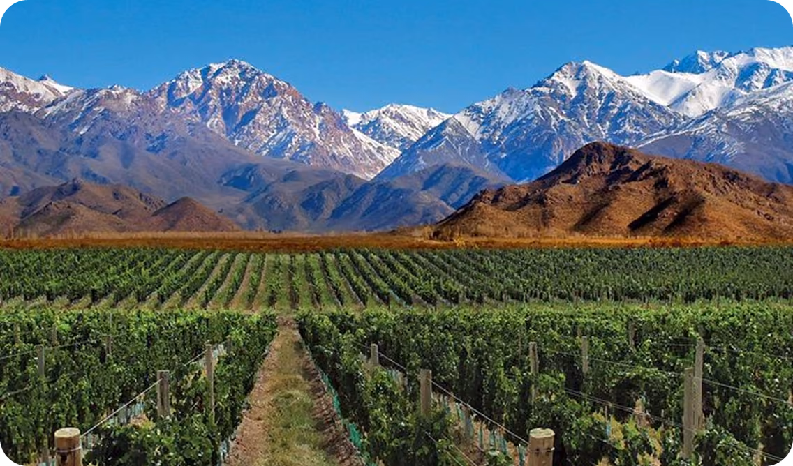 Vineyard rows stretching toward a range of snow-capped mountains under a clear blue sky.