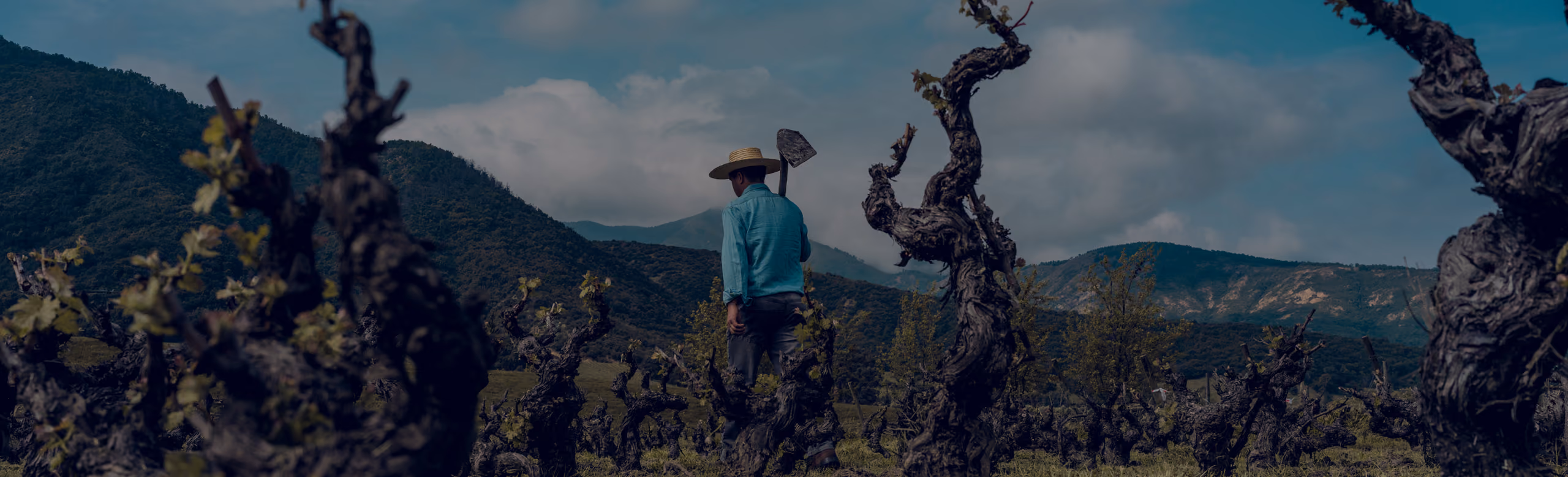 Person wearing a hat stands in a vineyard with twisted vine trunks, holding a shovel, with mountains and a cloudy sky in the background.