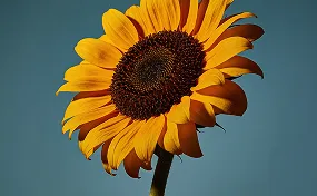 Close-up of a bright yellow sunflower with a dark brown center against a clear blue sky.