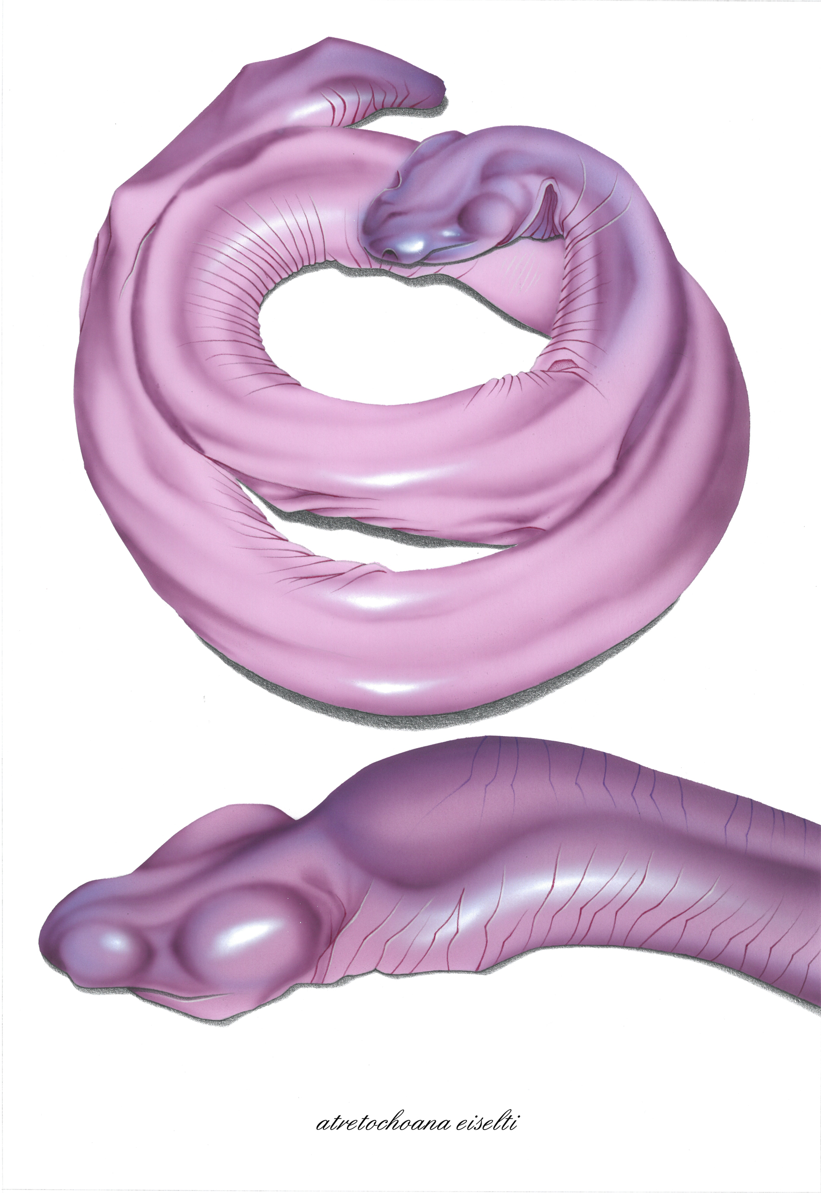 Die Blindwühle Atretochoana eiselti, ein wurmförmiges, lungenloses Amphib.