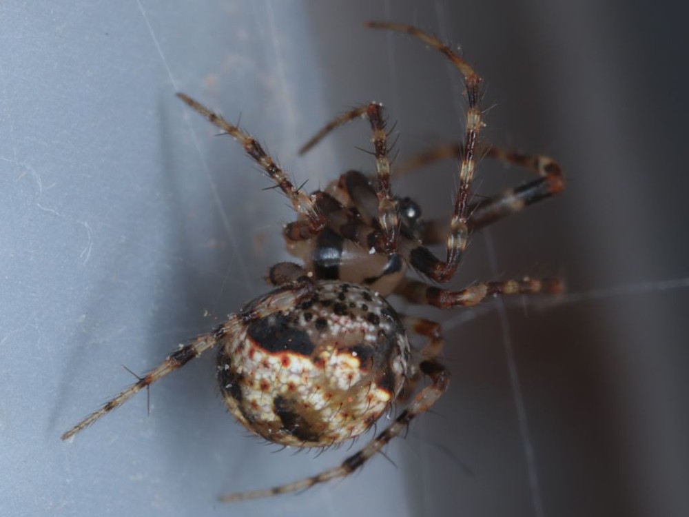 Makrofoto des Zweihöcker-Spinnenfressers Ero furcata in der Natur.