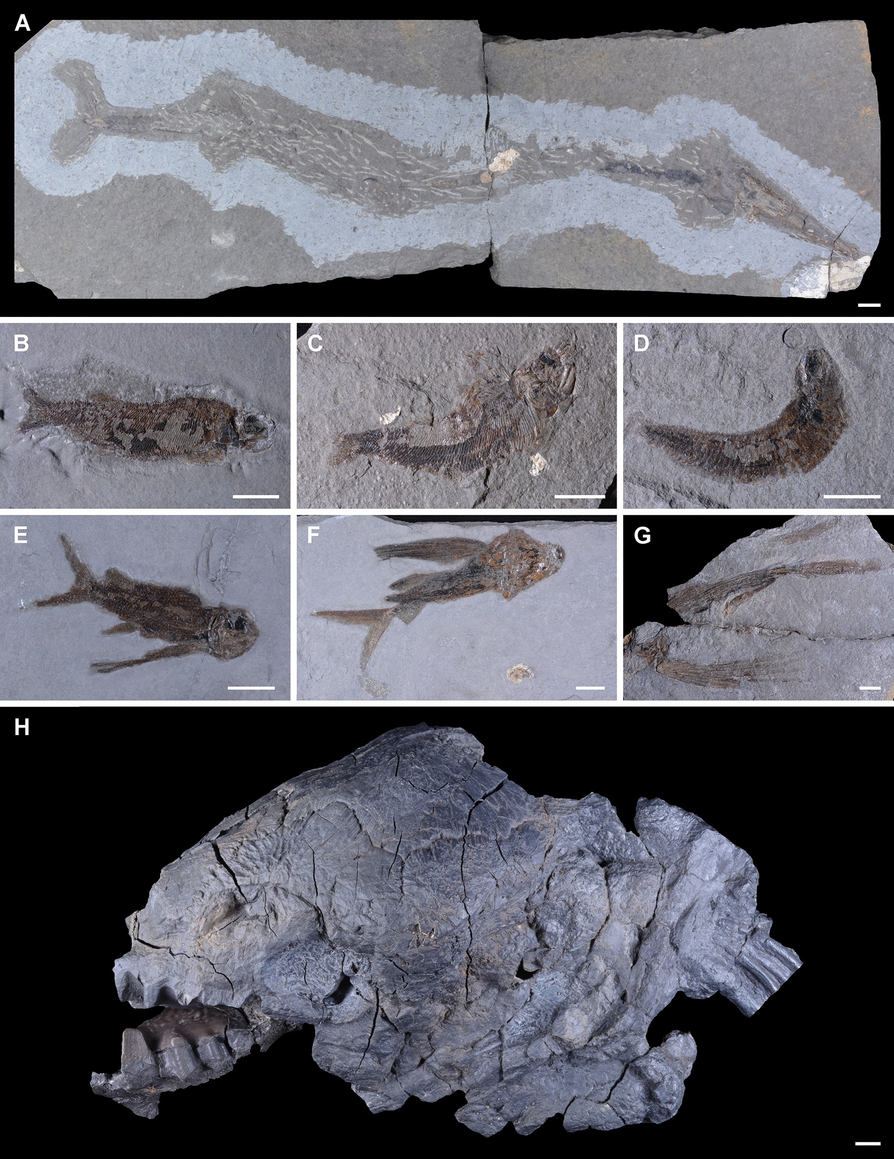 Fossiler Schädel des Lungenfischs Tellerodus sturii vom Polzberg bei Lunz am See, Obertrias, mit Kiefer- und Zahnplatten.