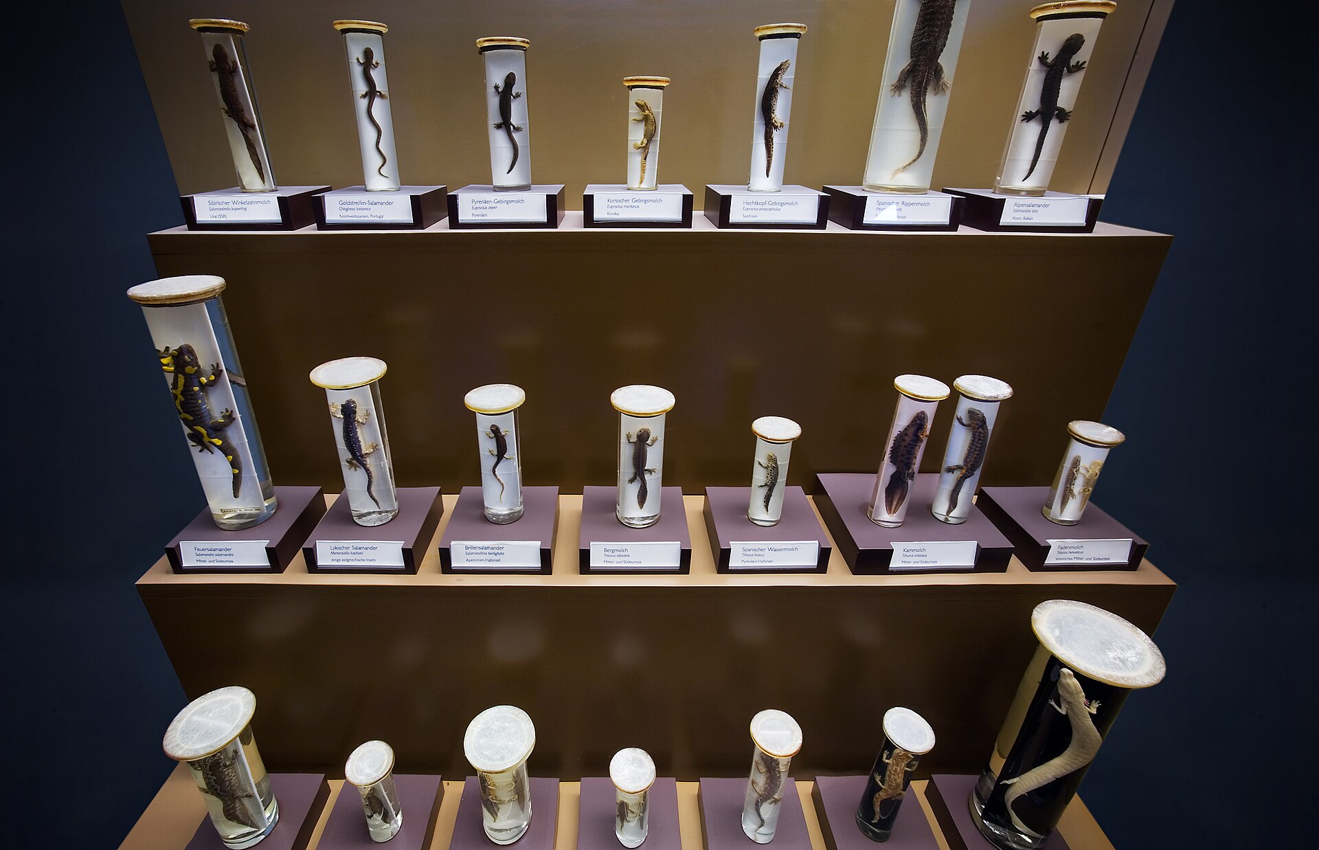 Glaszylinder mit in Alkohol konservierten Amphibien auf drei Regalböden einer Vitrine im Naturhistorischen Museum Wien.