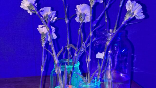 Someone Will Water Them – das weisse haus