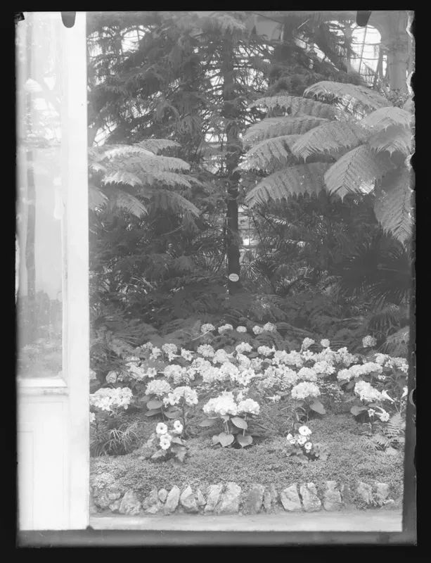 Fotografie aus dem Inneren des Palmenhauses Schönbrunn mit Palmen, 1905