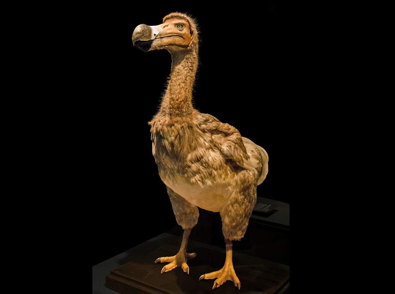 Lebensgroße Rekonstruktion eines Dodo im Naturhistorischen Museum Wien.