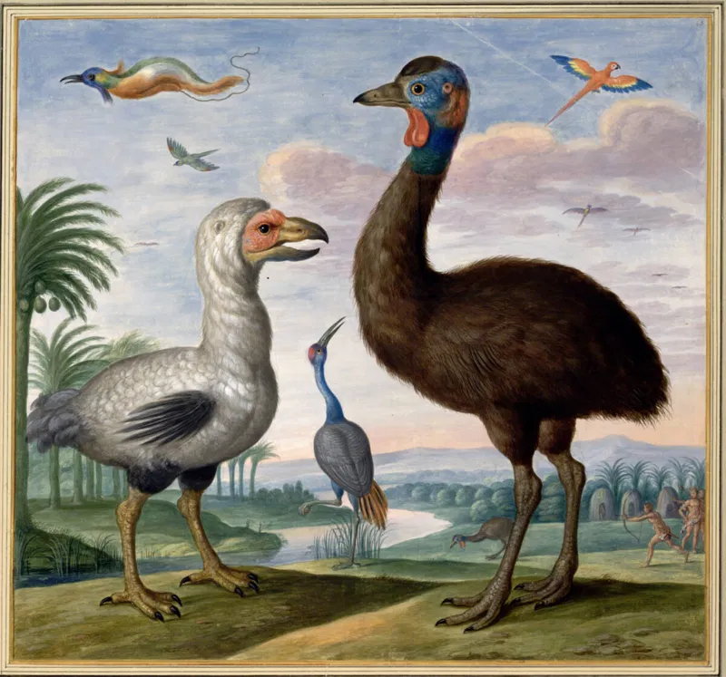 Aquarell von Johann Jakob Walther: Fremde Vögel, darunter ein Dodo, 1653.